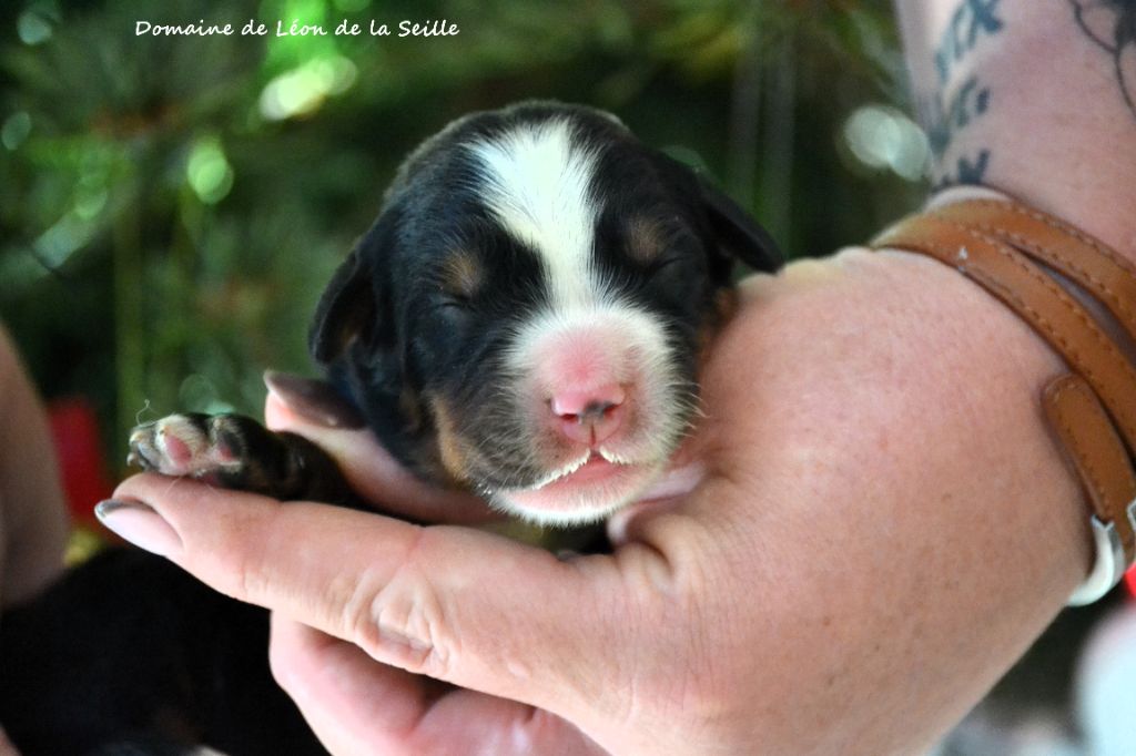 du Domaine De Léon De La Seille - Chiots disponibles - Bouvier Bernois