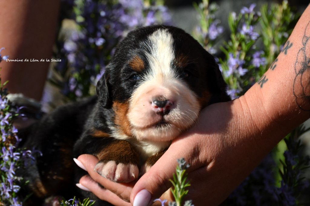 du Domaine De Léon De La Seille - Chiots disponibles - Bouvier Bernois