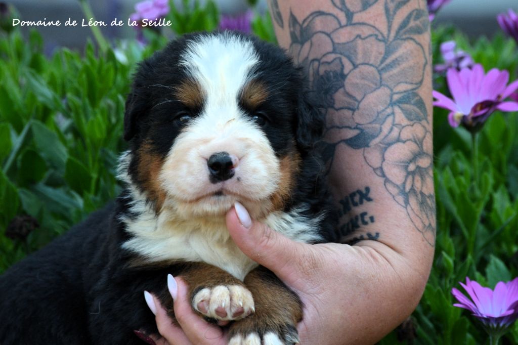 du Domaine De Léon De La Seille - Chiots disponibles - Bouvier Bernois