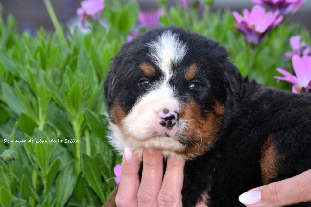 du Domaine De Léon De La Seille - Chiots disponibles - Bouvier Bernois