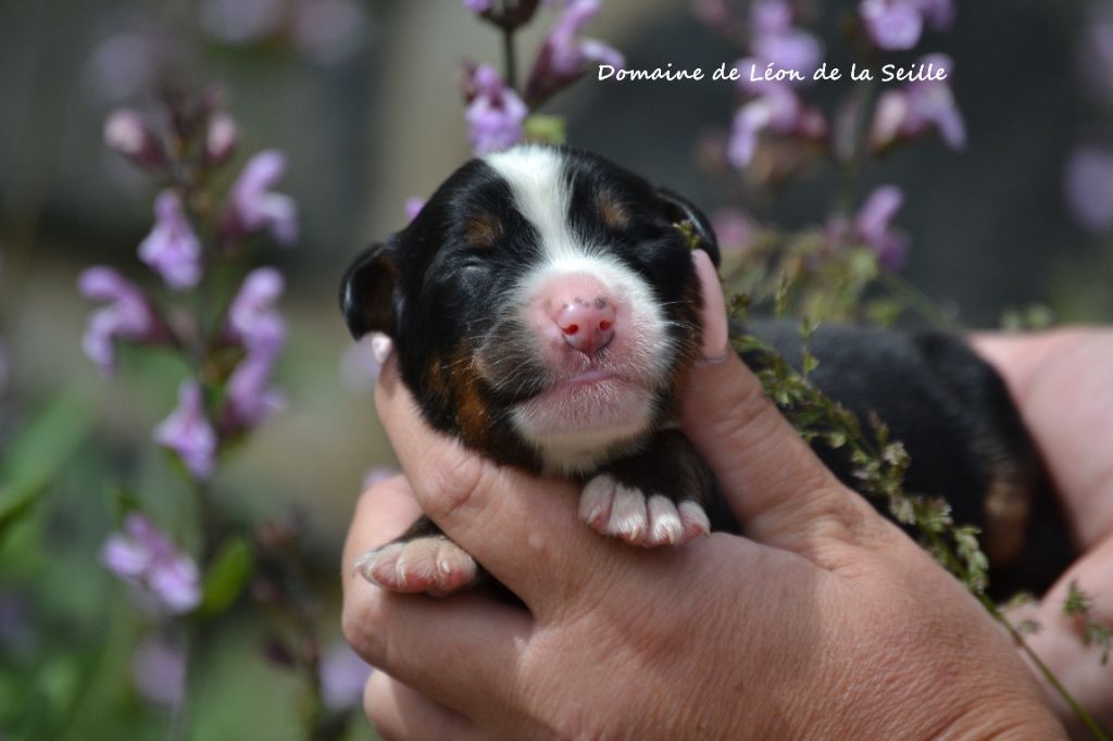 du Domaine De Léon De La Seille - Chiots disponibles - Bouvier Bernois