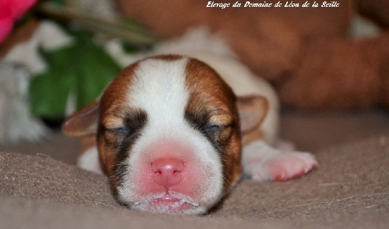 Chiot Jack Russell Terrier du Domaine De Léon De La Seille