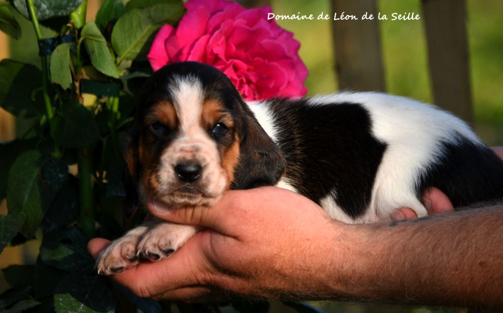 du Domaine De Léon De La Seille - Chiots disponibles - Basset Hound
