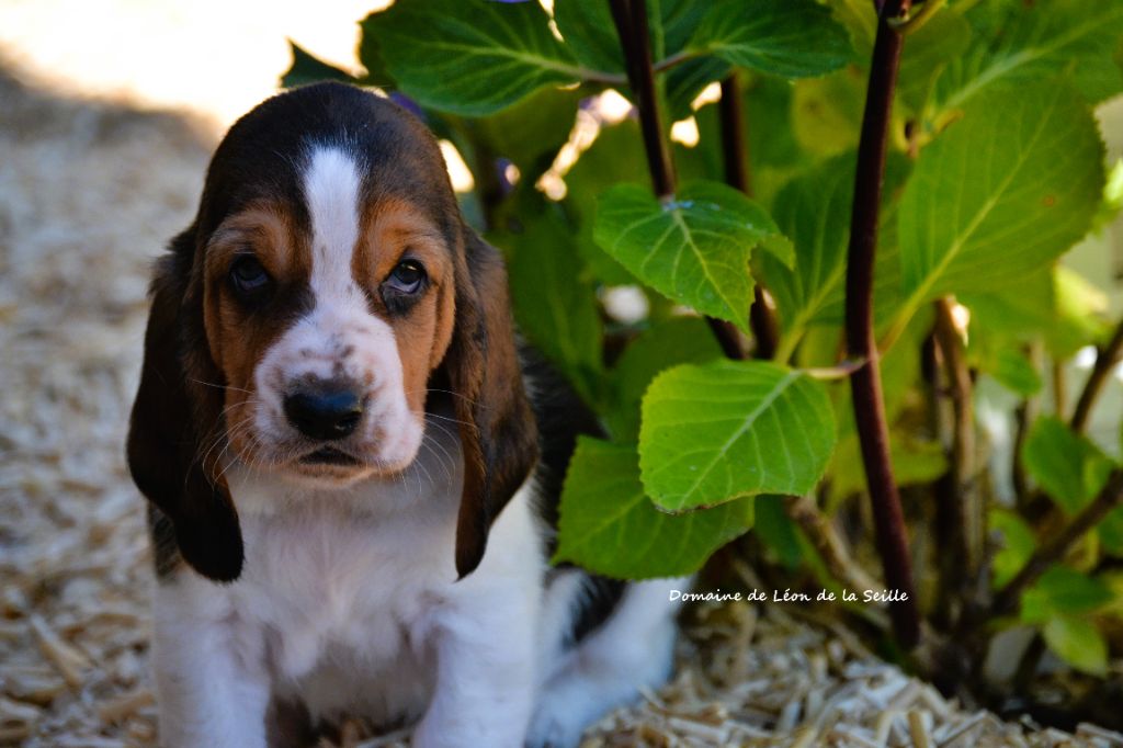 du Domaine De Léon De La Seille - Chiots disponibles - Basset Hound
