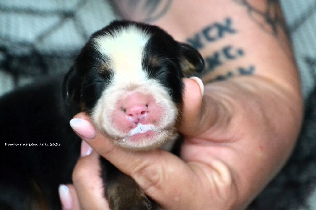 du Domaine De Léon De La Seille - Chiots disponibles - Bouvier Bernois