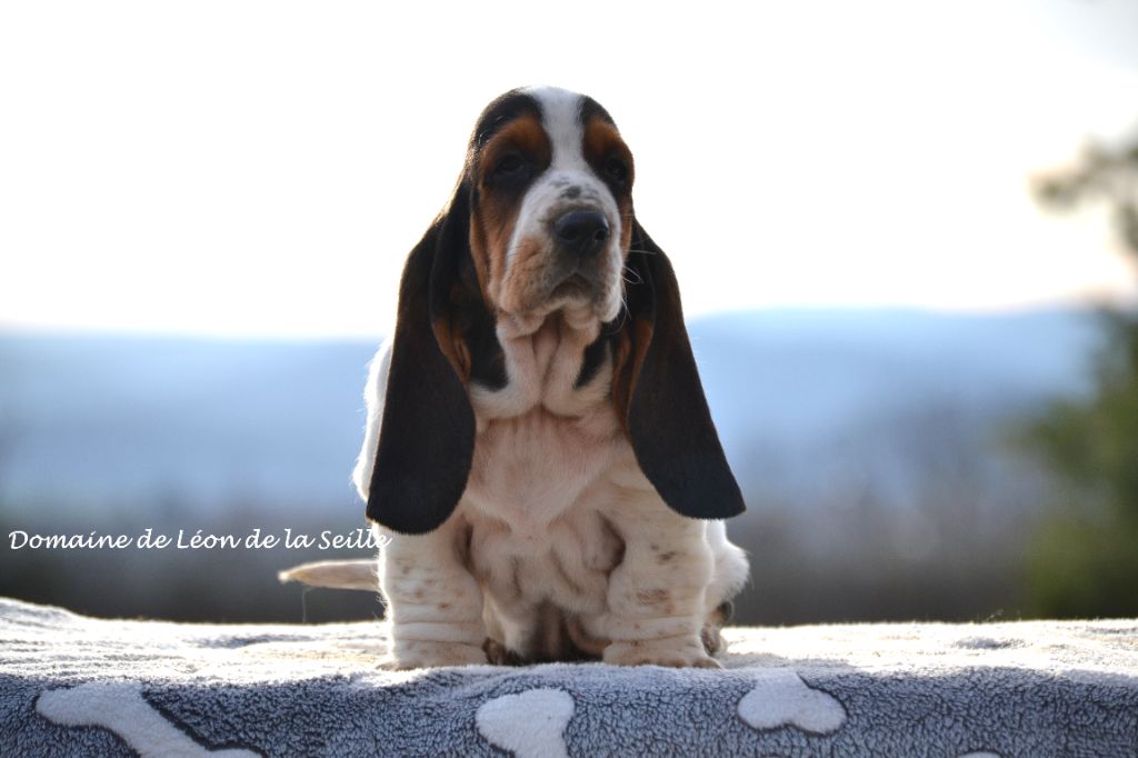 du Domaine De Léon De La Seille - Basset Hound - Portée née le 05/01/2024