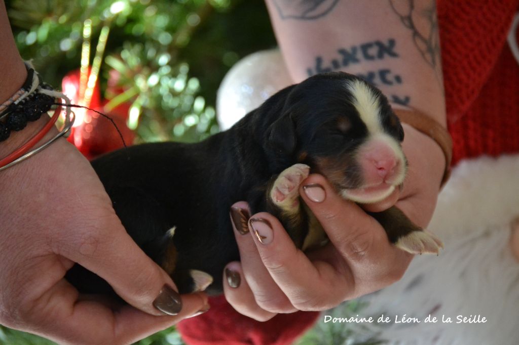 du Domaine De Léon De La Seille - Chiots disponibles - Bouvier Bernois