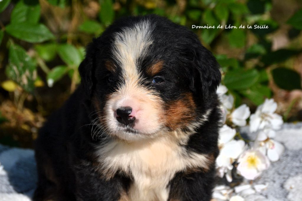 du Domaine De Léon De La Seille - Chiots disponibles - Bouvier Bernois