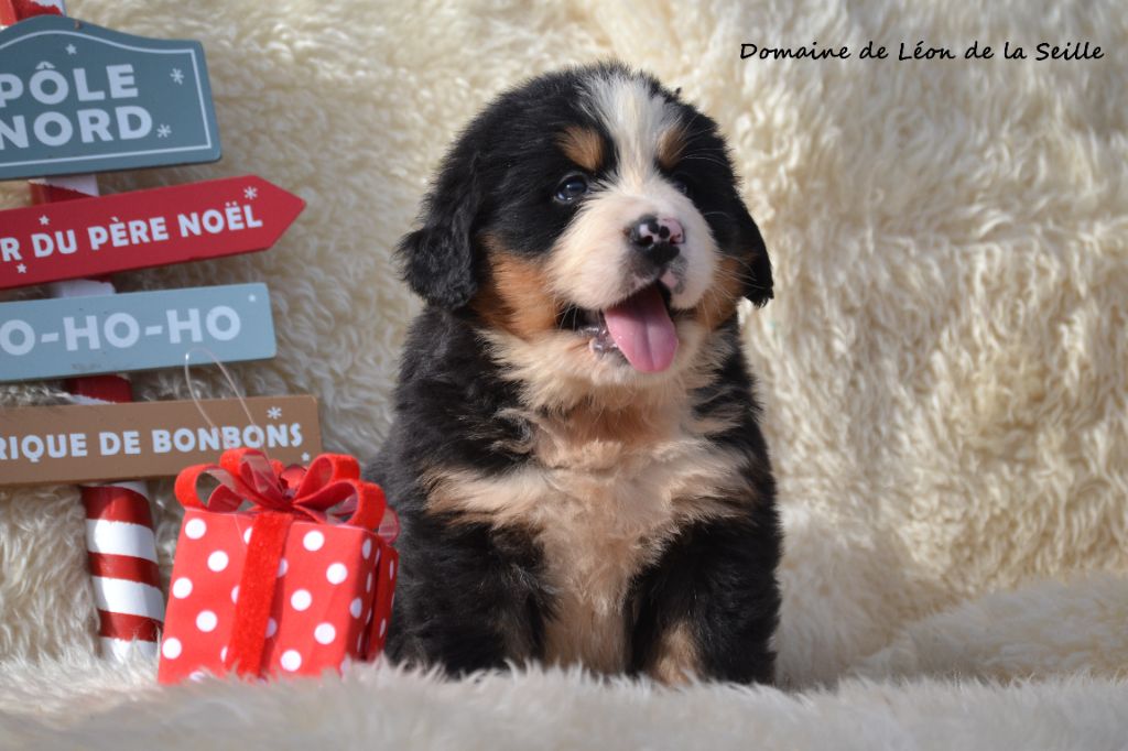 du Domaine De Léon De La Seille - Chiots disponibles - Bouvier Bernois