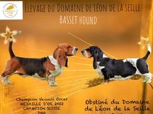 Chiot Basset Hound du Domaine De Léon De La Seille