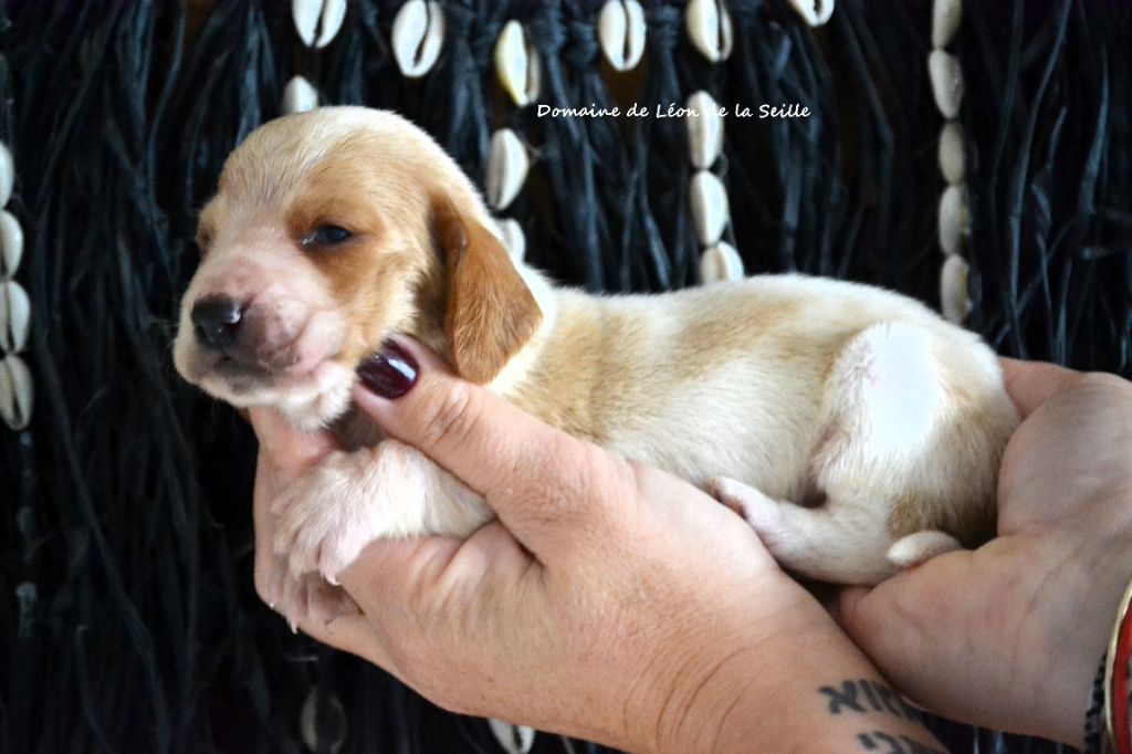 du Domaine De Léon De La Seille - Chiots disponibles - Basset Hound