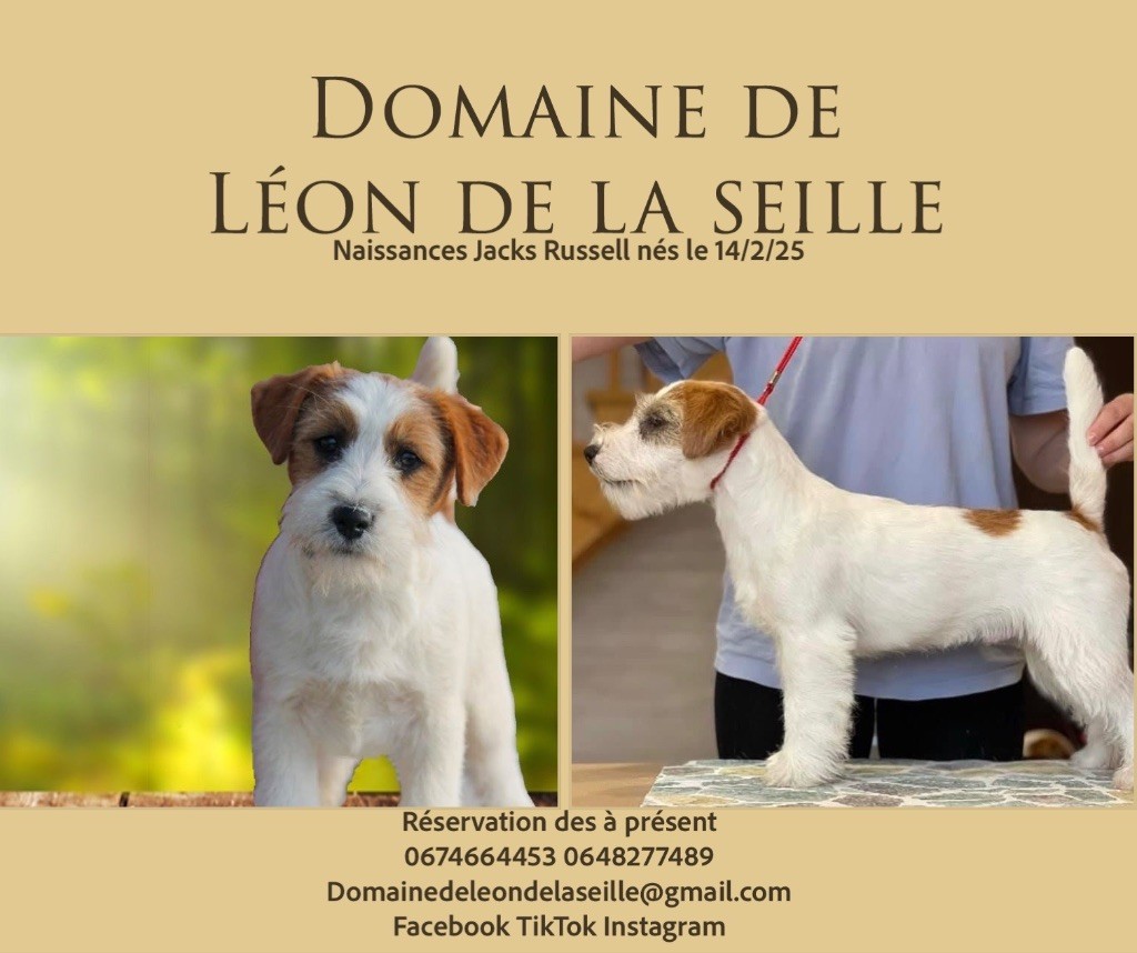 Chiot Jack Russell Terrier du Domaine De Léon De La Seille