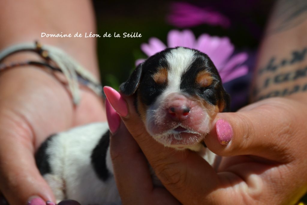 du Domaine De Léon De La Seille - Chiots disponibles - Basset Hound