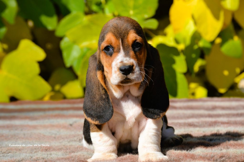 du Domaine De Léon De La Seille - Chiots disponibles - Basset Hound