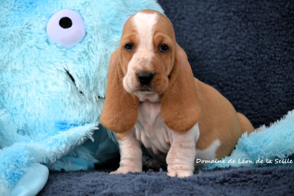 du Domaine De Léon De La Seille - Chiots disponibles - Basset Hound
