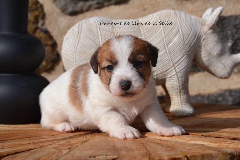 du Domaine De Léon De La Seille - Chiots disponibles - Jack Russell Terrier