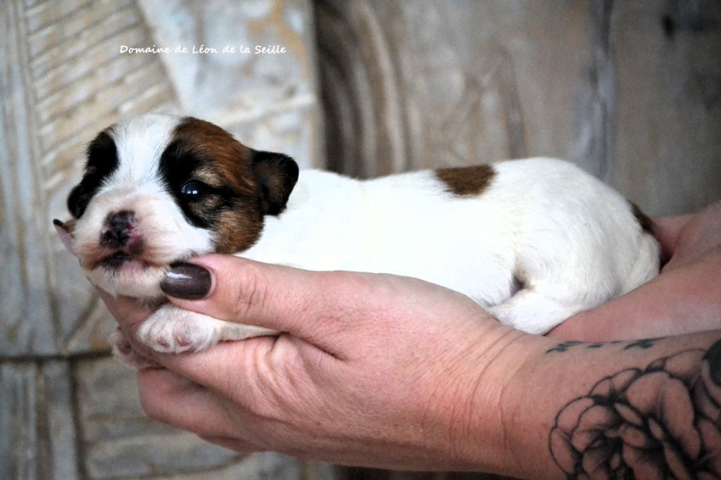 du Domaine De Léon De La Seille - Chiots disponibles - Jack Russell Terrier