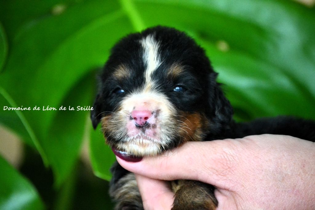 du Domaine De Léon De La Seille - Chiots disponibles - Bouvier Bernois