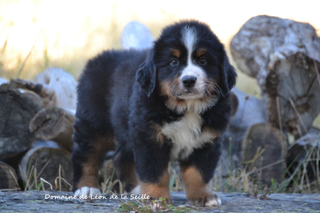 du Domaine De Léon De La Seille - Chiots disponibles - Bouvier Bernois