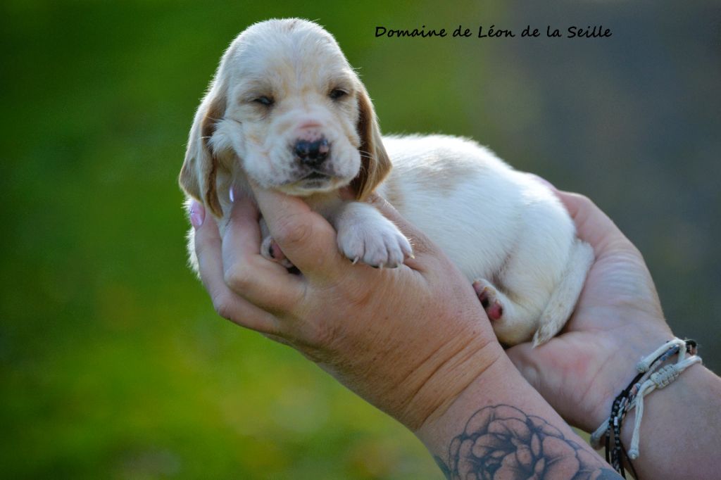 du Domaine De Léon De La Seille - Chiots disponibles - Basset Hound