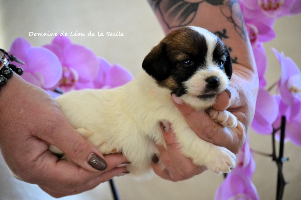 du Domaine De Léon De La Seille - Chiots disponibles - Jack Russell Terrier