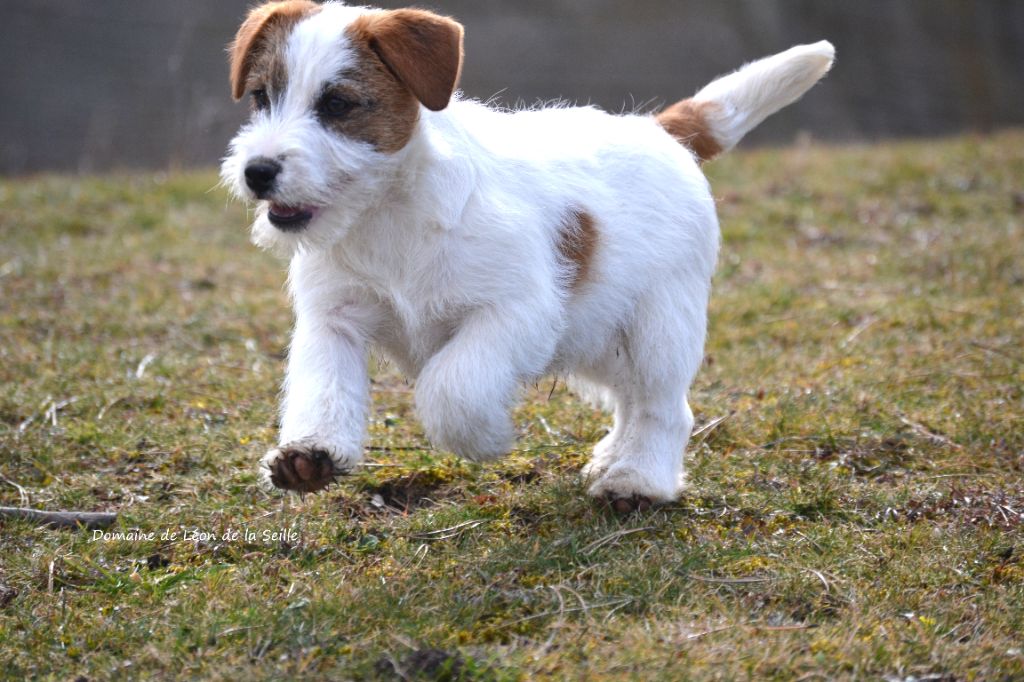 Chiot Jack Russell Terrier du Domaine De Léon De La Seille