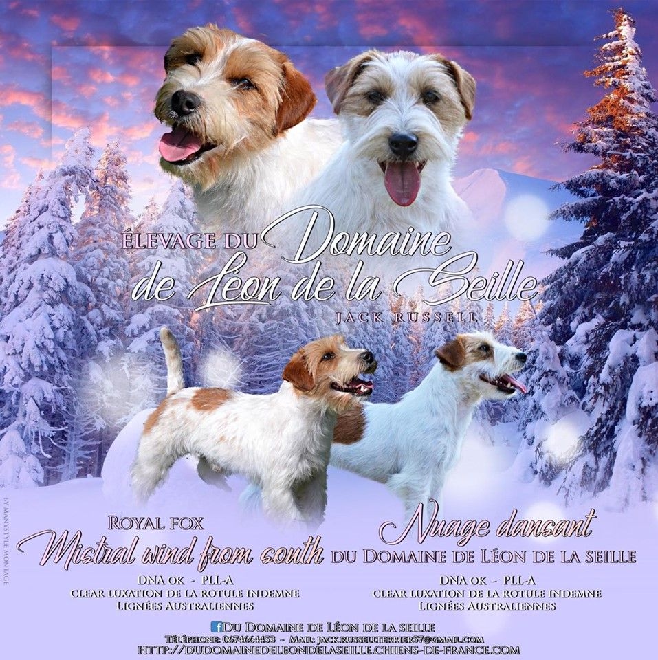 Chiot Jack Russell Terrier du Domaine De Léon De La Seille