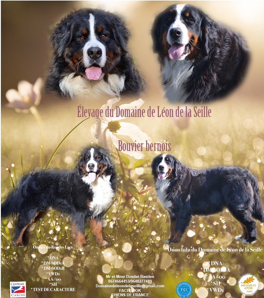 Chiot Bouvier Bernois du Domaine De Léon De La Seille
