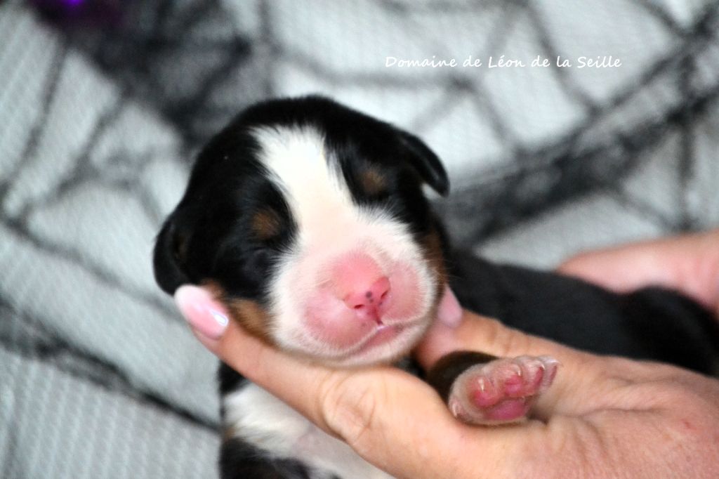 du Domaine De Léon De La Seille - Chiots disponibles - Bouvier Bernois
