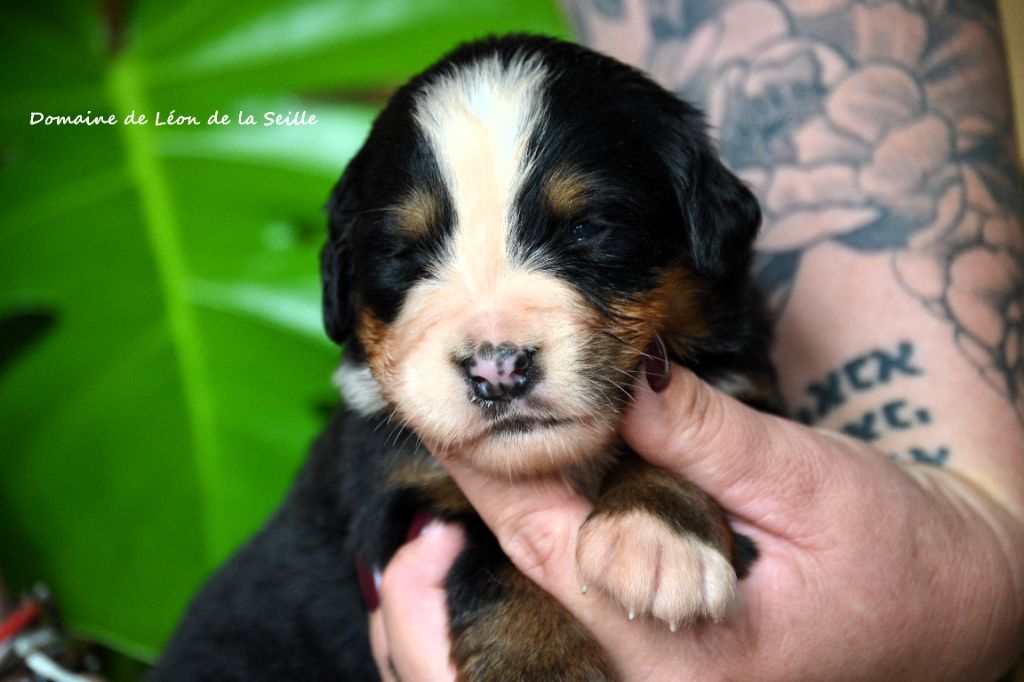 du Domaine De Léon De La Seille - Chiots disponibles - Bouvier Bernois
