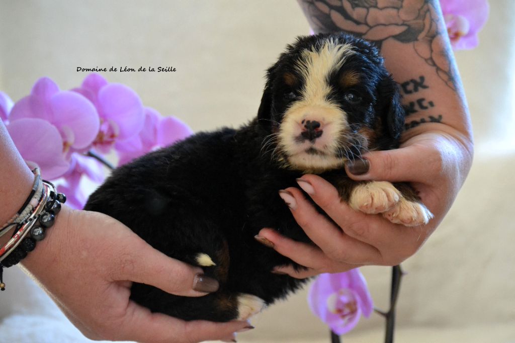 du Domaine De Léon De La Seille - Chiots disponibles - Bouvier Bernois