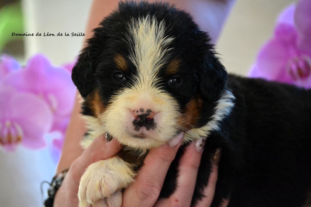 du Domaine De Léon De La Seille - Chiots disponibles - Bouvier Bernois