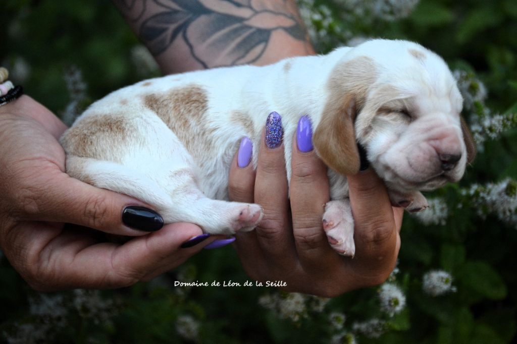 du Domaine De Léon De La Seille - Chiots disponibles - Basset Hound
