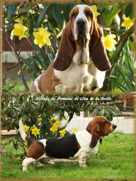 Chiot Basset Hound du Domaine De Léon De La Seille