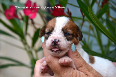 Amour du domaine de Léon de la seille