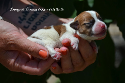 CHIOT