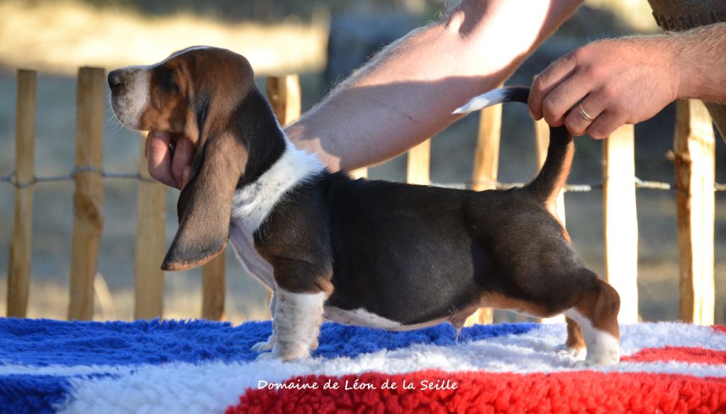 du Domaine De Léon De La Seille - Chiots disponibles - Basset Hound