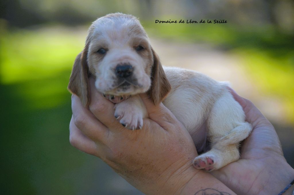 du Domaine De Léon De La Seille - Chiots disponibles - Basset Hound