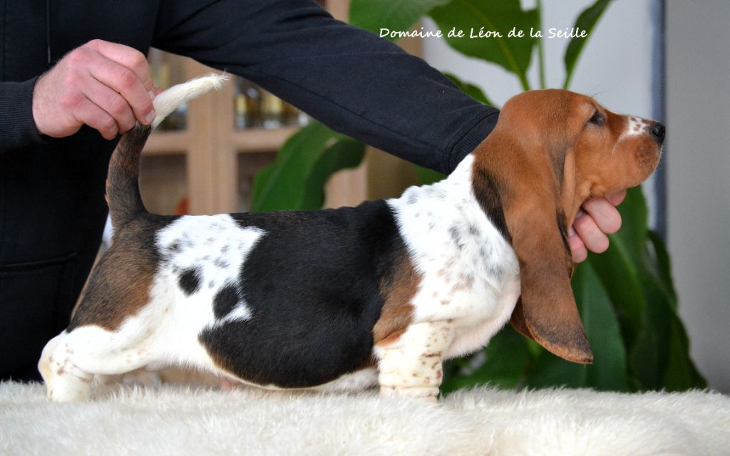 du Domaine De Léon De La Seille - Chiots disponibles - Basset Hound