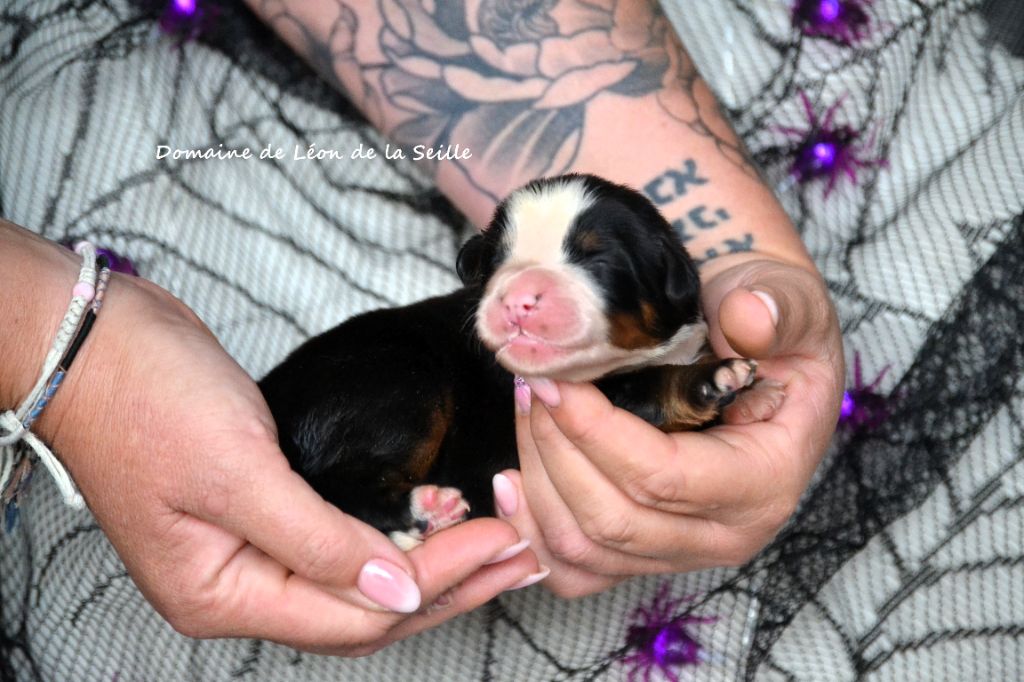 du Domaine De Léon De La Seille - Chiots disponibles - Bouvier Bernois