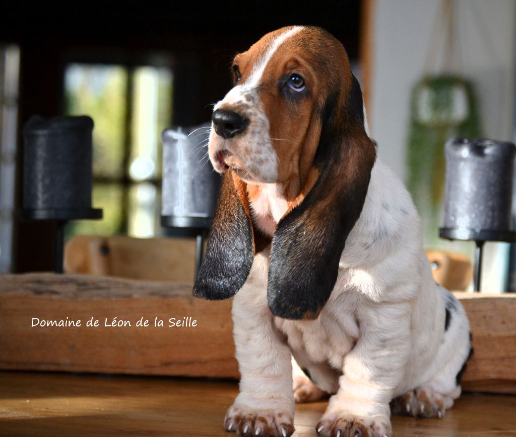 Chiot Basset Hound du Domaine De Léon De La Seille