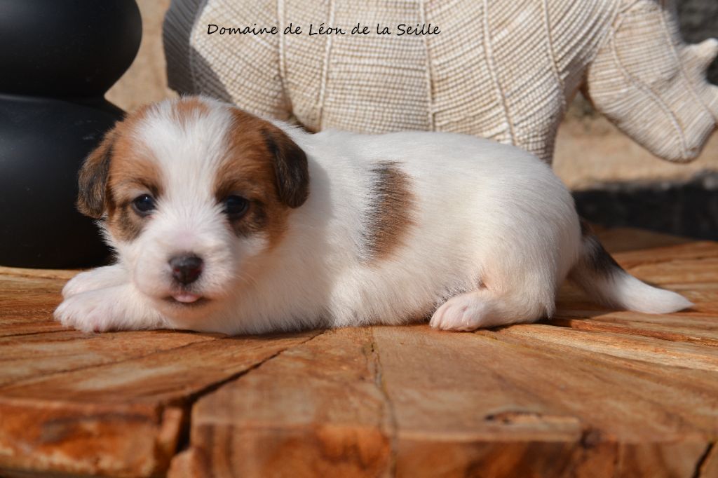 du Domaine De Léon De La Seille - Chiots disponibles - Jack Russell Terrier