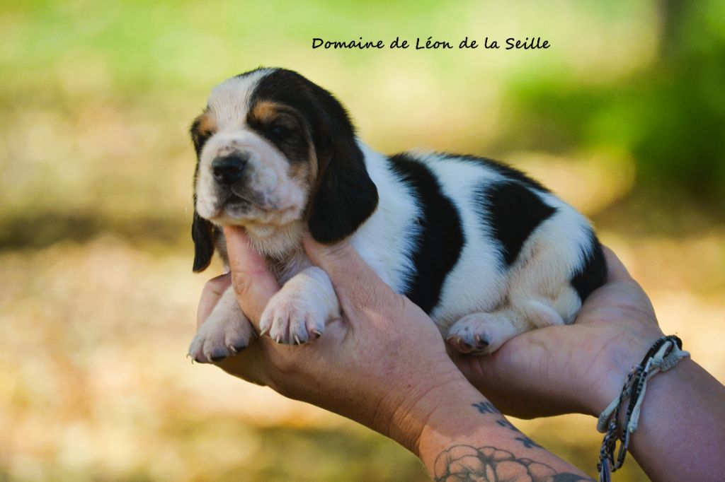 du Domaine De Léon De La Seille - Chiots disponibles - Basset Hound