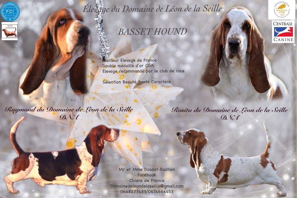 Chiot Basset Hound du Domaine De Léon De La Seille