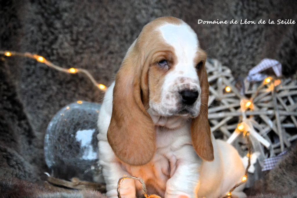 du Domaine De Léon De La Seille - Chiots disponibles - Basset Hound