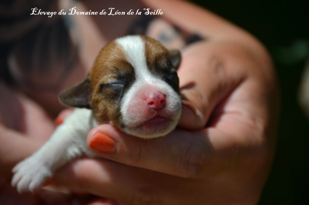 du Domaine De Léon De La Seille - Chiots disponibles - Jack Russell Terrier