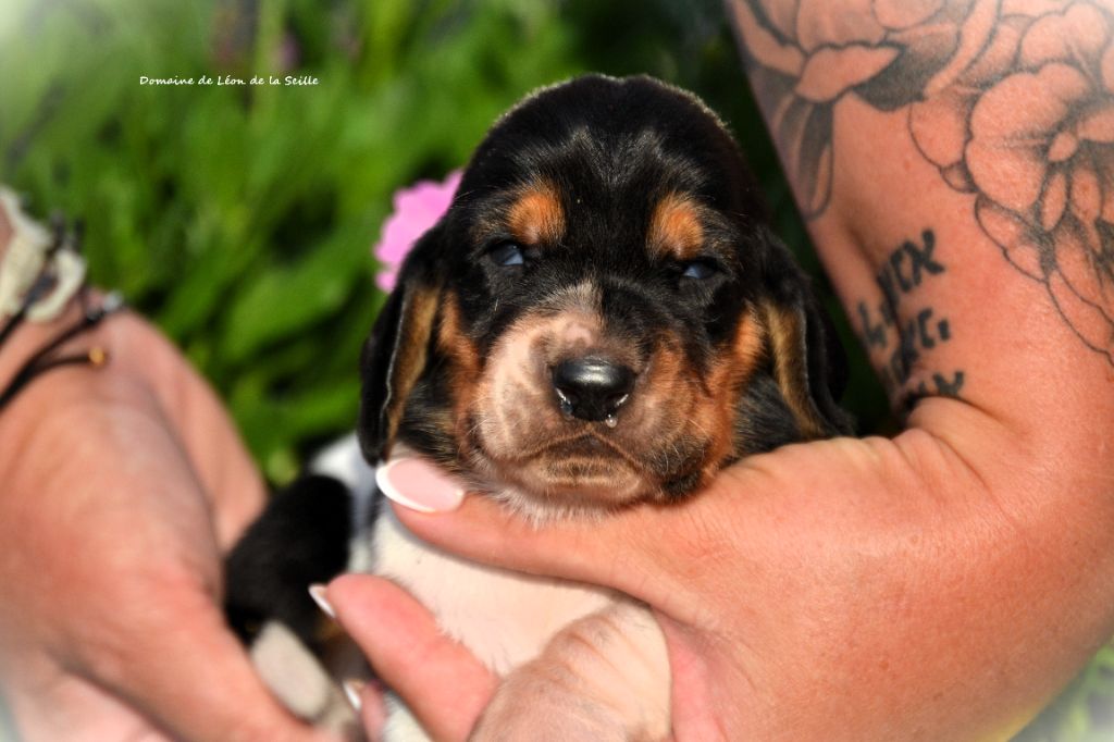 du Domaine De Léon De La Seille - Chiots disponibles - Basset Hound