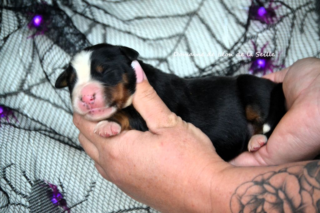 du Domaine De Léon De La Seille - Chiots disponibles - Bouvier Bernois