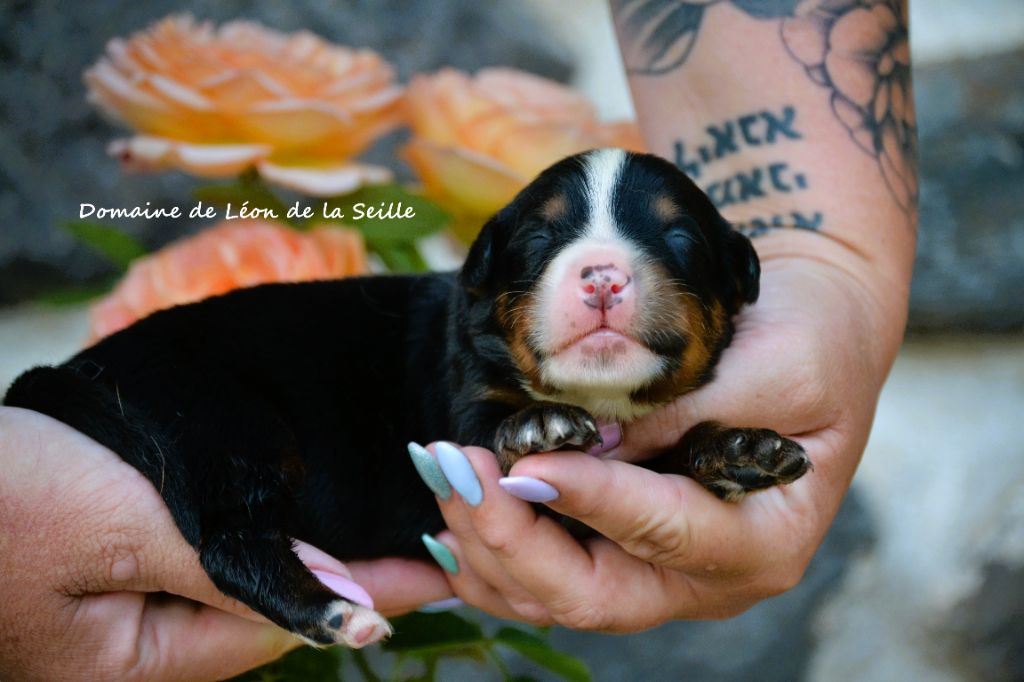 du Domaine De Léon De La Seille - Chiots disponibles - Bouvier Bernois