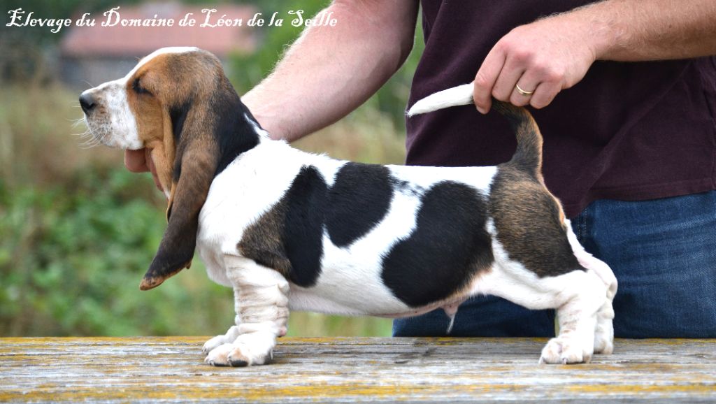 Chiot Basset Hound du Domaine De Léon De La Seille
